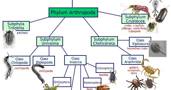 zoo 39 s home school phylum arthropods spider identification chart